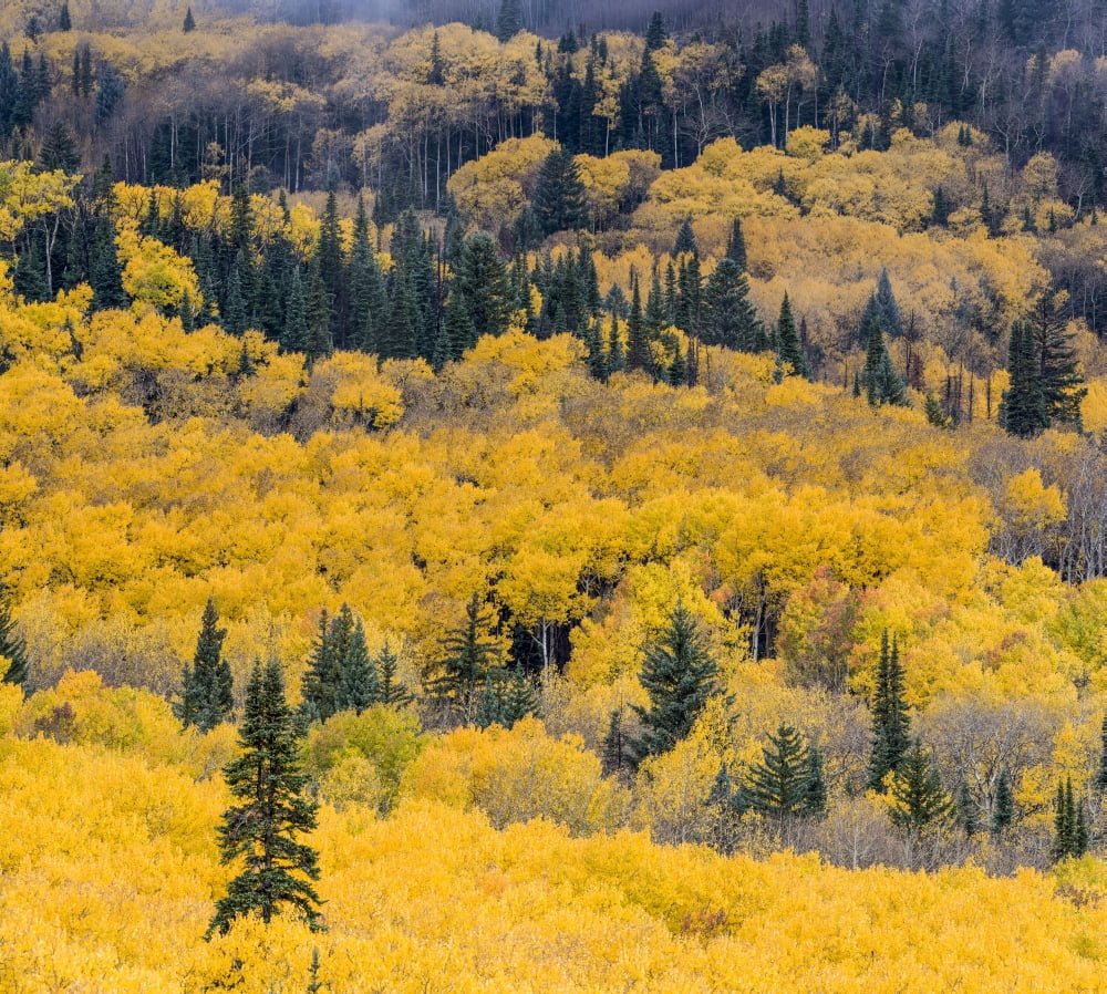 Aspen trees in a forest Boulder Mountain Utah USA Canvas Art - Panoramic Images (24 x 24)