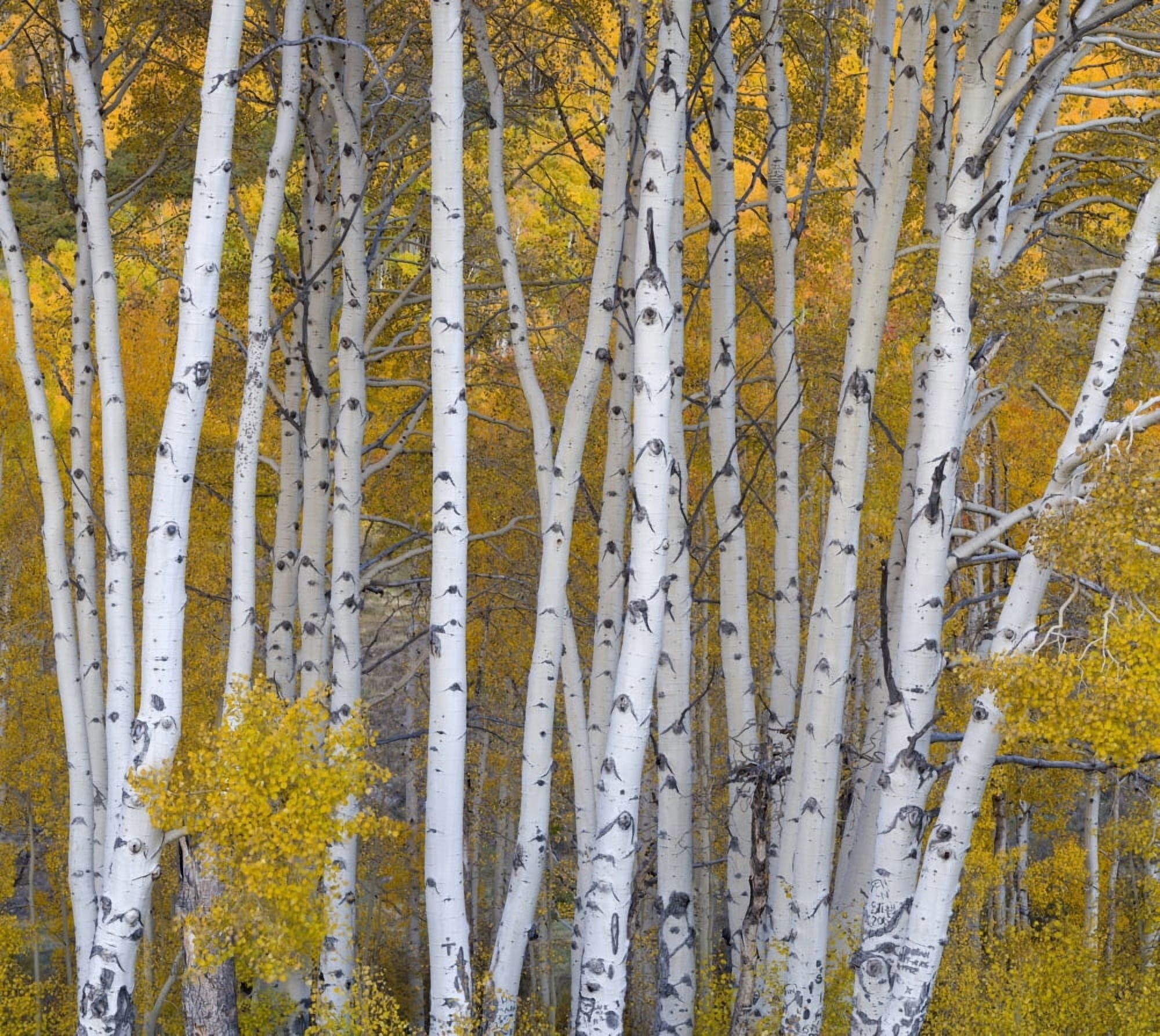 Aspen trees in a forest Boulder Mountain Utah USA Canvas Art - Panoramic Images (24 x 24)