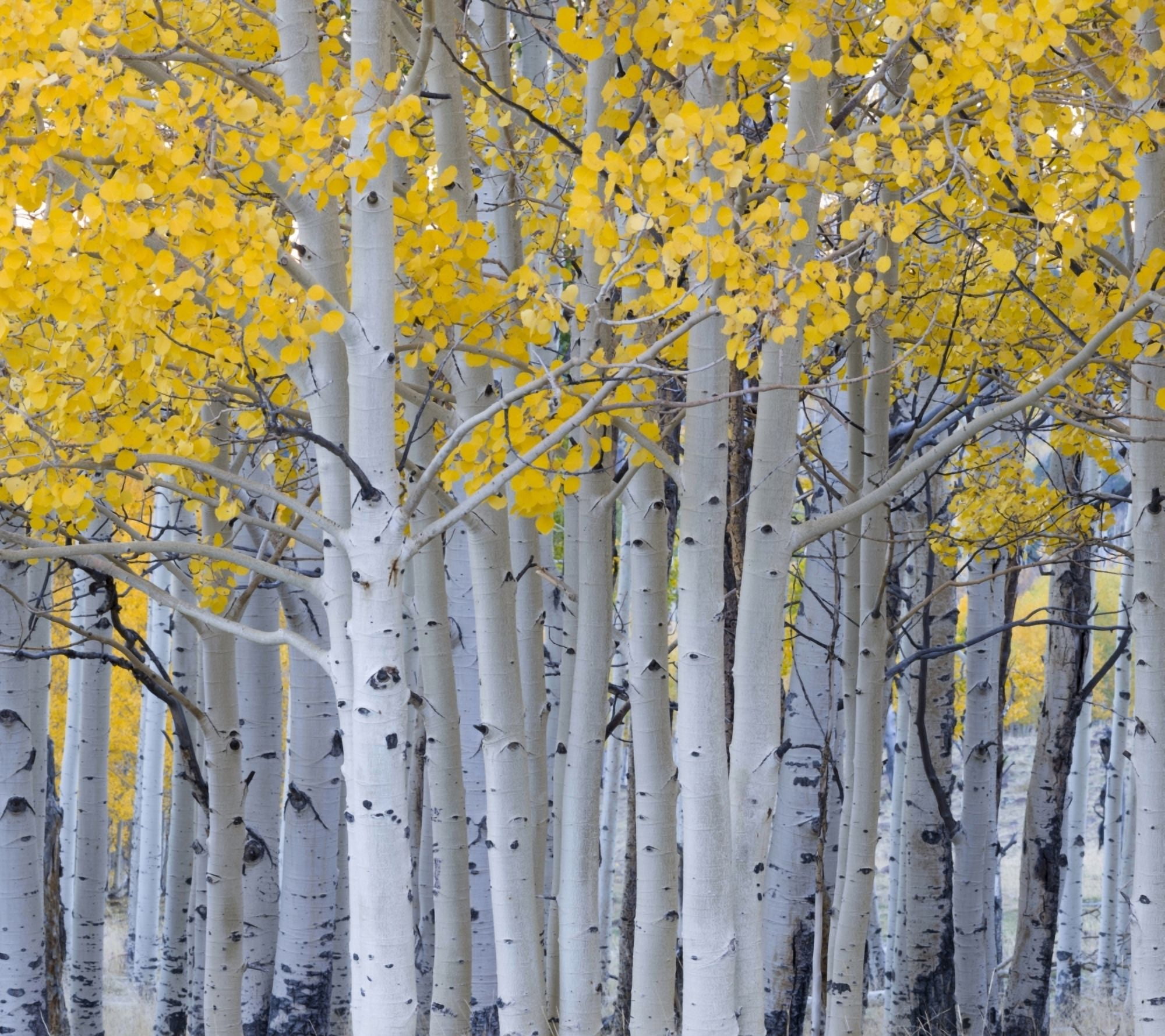 Aspen trees in a forest Boulder Mountain Utah USA Canvas Art - Panoramic Images (24 x 24)