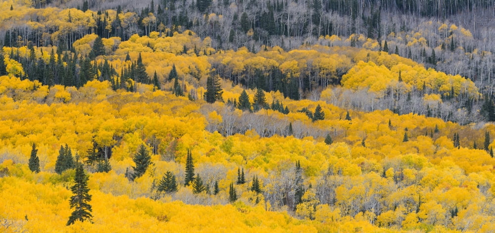 Aspen trees in a forest Boulder Mountain Utah USA Canvas Art - Panoramic Images (26 x 12)