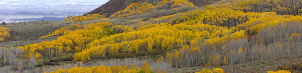Aspen trees in a forest Boulder Mountain Utah USA Canvas Art - Panoramic Images (27 x 9)