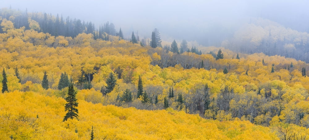 Aspen trees in a forest Boulder Mountain Utah USA Canvas Art - Panoramic Images (27 x 9)