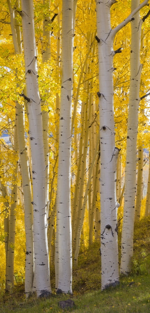 Aspen trees in a forest Boulder Mountain Utah USA Canvas Art - Panoramic Images (27 x 9)