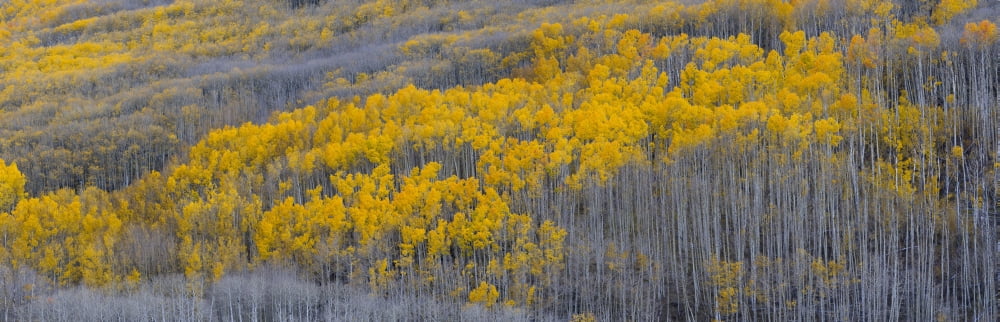 Aspen trees in a forest Boulder Mountain Utah USA Canvas Art - Panoramic Images (36 x 12)