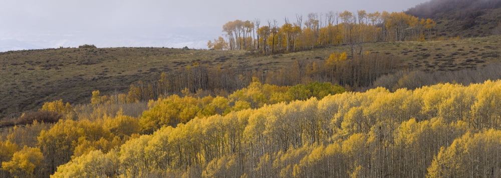 Aspen trees in a forest Boulder Mountain Utah USA Canvas Art - Panoramic Images (36 x 12)