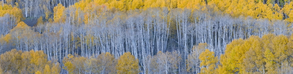 Aspen trees in a forest Boulder Mountain Utah USA Canvas Art - Panoramic Images (36 x 12)
