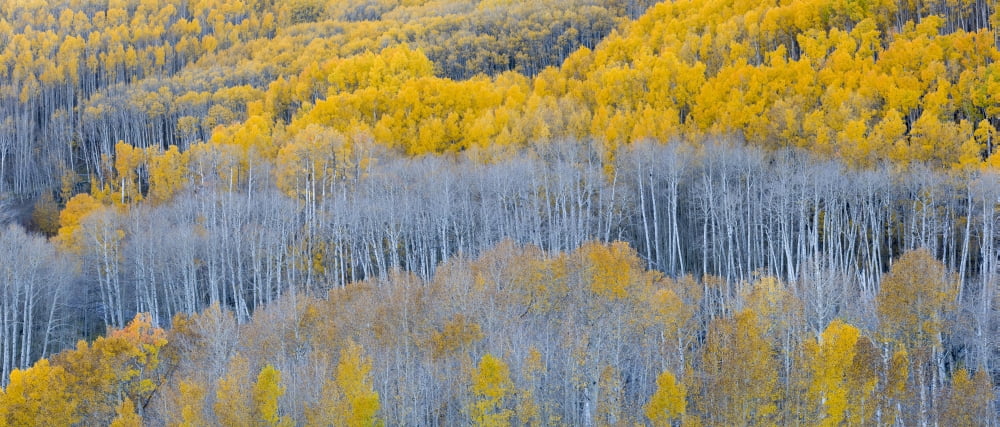 Aspen trees in a forest Boulder Mountain Utah USA Canvas Art - Panoramic Images (36 x 12)