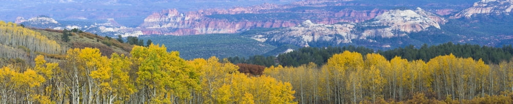 Aspen trees in a forest Boulder Mountain Utah USA Canvas Art - Panoramic Images (36 x 12)