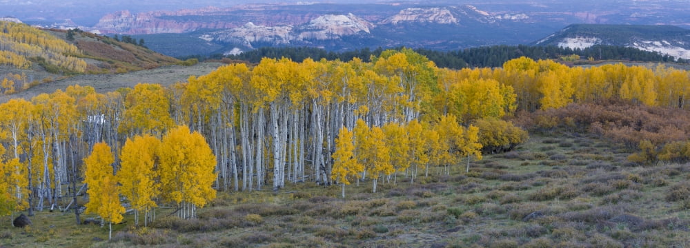 Aspen trees in a forest Boulder Mountain Utah USA Canvas Art - Panoramic Images (36 x 12)