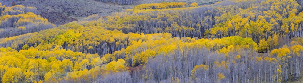 Aspen trees in a forest Boulder Mountain Utah USA Canvas Art - Panoramic Images (44 x 12)