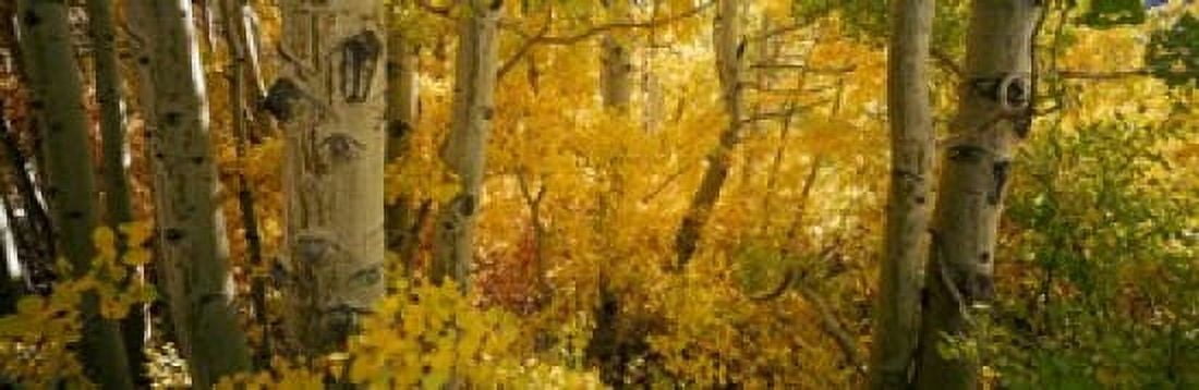 Aspen trees in a forest Californian Sierra Nevada California USA Canvas Art - Panoramic Images (18 x 6)