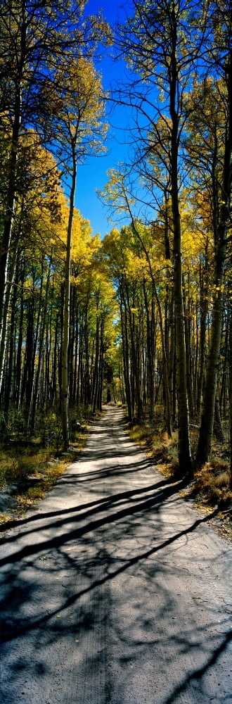Aspen trees in a forest Californian Sierra Nevada California USA Canvas Art - Panoramic Images (36 x 12)