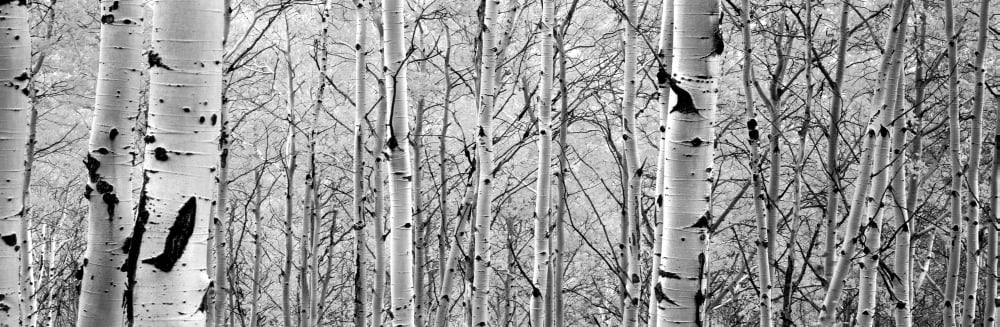 Aspen trees in a forest Canvas Art - Panoramic Images (12 x 36)