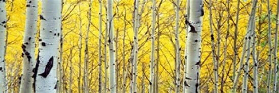 Aspen trees in a forest Canvas Art - Panoramic Images (18 x 6)