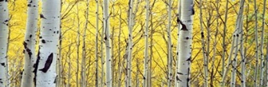 Aspen trees in a forest Canvas Art - Panoramic Images (36 x 12)