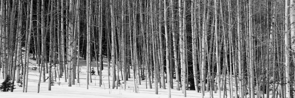 Aspen trees in a forest Chama New Mexico USA Canvas Art - Panoramic Images (6 x 18)