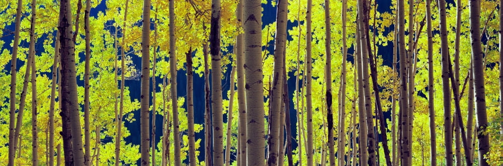 Aspen trees in a forest Colorado USA Canvas Art - Panoramic Images (12 x 36)