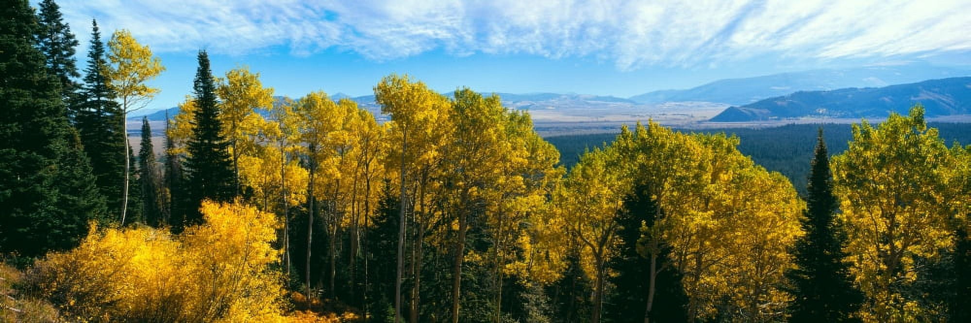 Aspen trees in a forest Jackson Hole Grand Teton National Park Wyoming USA Canvas Art - Panoramic Images (27 x 9)