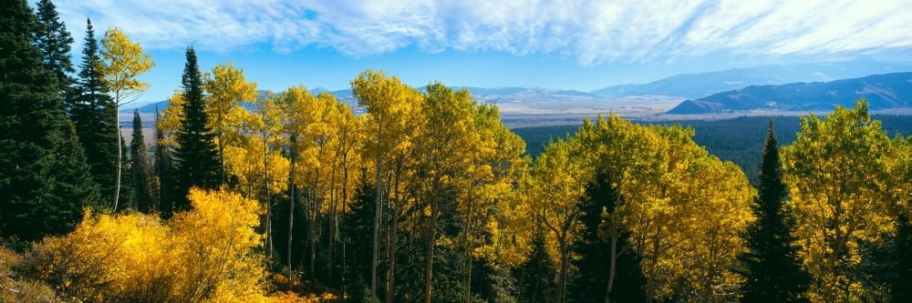 Aspen trees in a forest Jackson Hole Grand Teton National Park Wyoming USA Canvas Art - Panoramic Images (36 x 12)
