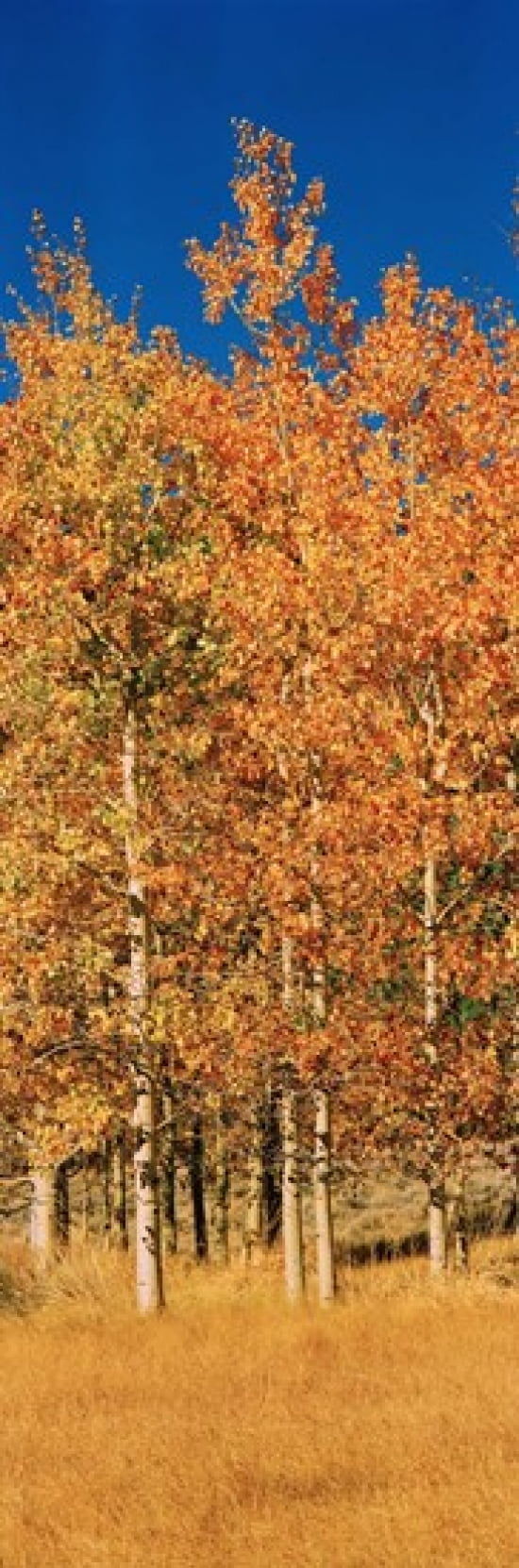 Aspen trees in a forest Lee Vining California USA Canvas Art - Panoramic Images (36 x 12)