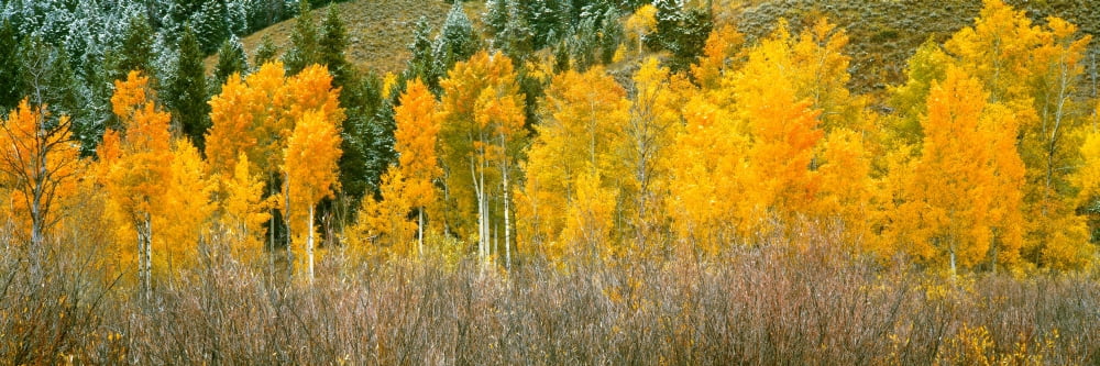Aspen trees in a forest Oxbow Bend Grand Teton National Park Wyoming USA Canvas Art - Panoramic Images (36 x 12)
