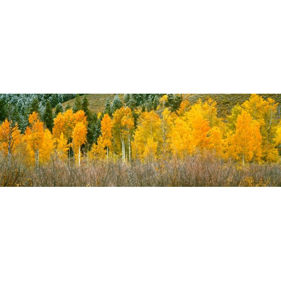 Aspen trees in a forest, Oxbow Bend, Grand Teton National Park, Wyoming, USA Poster Print (36 x 12)