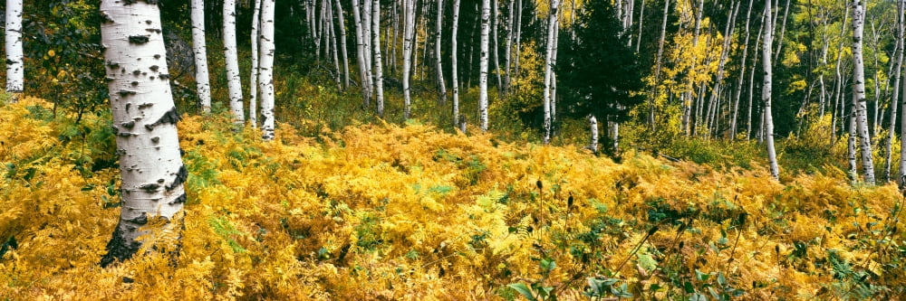 Aspen trees in a forest Phelps Lake Grand Teton National Park Wyoming USA Canvas Art - Panoramic Images (12 x 36)