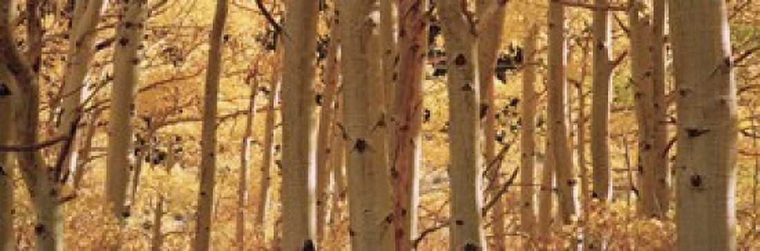 Aspen trees in a forest Rock Creek Lake California USA Canvas Art - Panoramic Images (18 x 6)