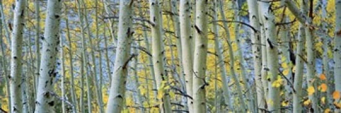Aspen trees in a forest Rock Creek Lake California USA Canvas Art - Panoramic Images (18 x 6)