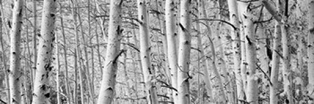 Aspen trees in a forest Rock Creek Lake California USA Canvas Art - Panoramic Images (36 x 12)