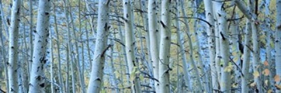 Aspen trees in a forest Rock Creek Lake California USA Canvas Art - Panoramic Images (36 x 12)