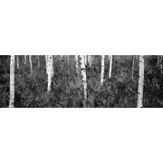 Aspen trees in a forest Shadow Mountain Grand Teton National Park Wyoming USA Canvas Art - Panoramic Images 12 x 36