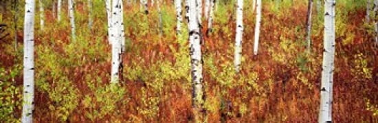 Aspen trees in a forest Shadow Mountain Grand Teton National Park Wyoming USA Canvas Art - Panoramic Images (36 x 12)