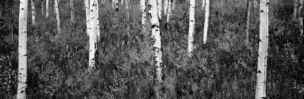 Aspen trees in a forest Shadow Mountain Grand Teton National Park Wyoming USA Canvas Art - Panoramic Images (6 x 18)