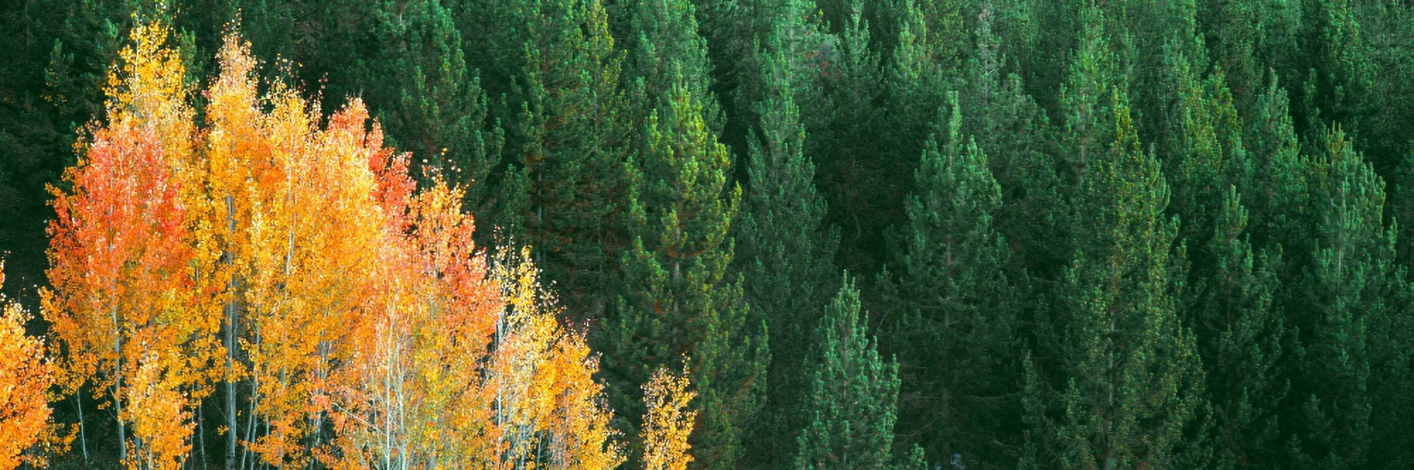 Aspen trees in a forest Taggart Lake Grand Teton National Park Wyoming USA Canvas Art - Panoramic Images (27 x 9)