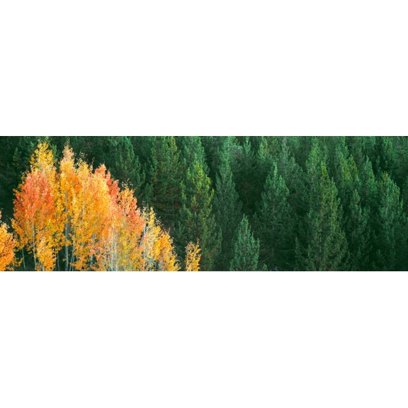 Aspen trees in a forest, Taggart Lake, Grand Teton National Park, Wyoming, USA Poster Print (36 x 12)