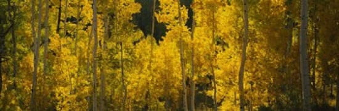 Aspen trees in a forest Telluride San Miguel County Colorado USA Canvas Art - Panoramic Images (18 x 6)