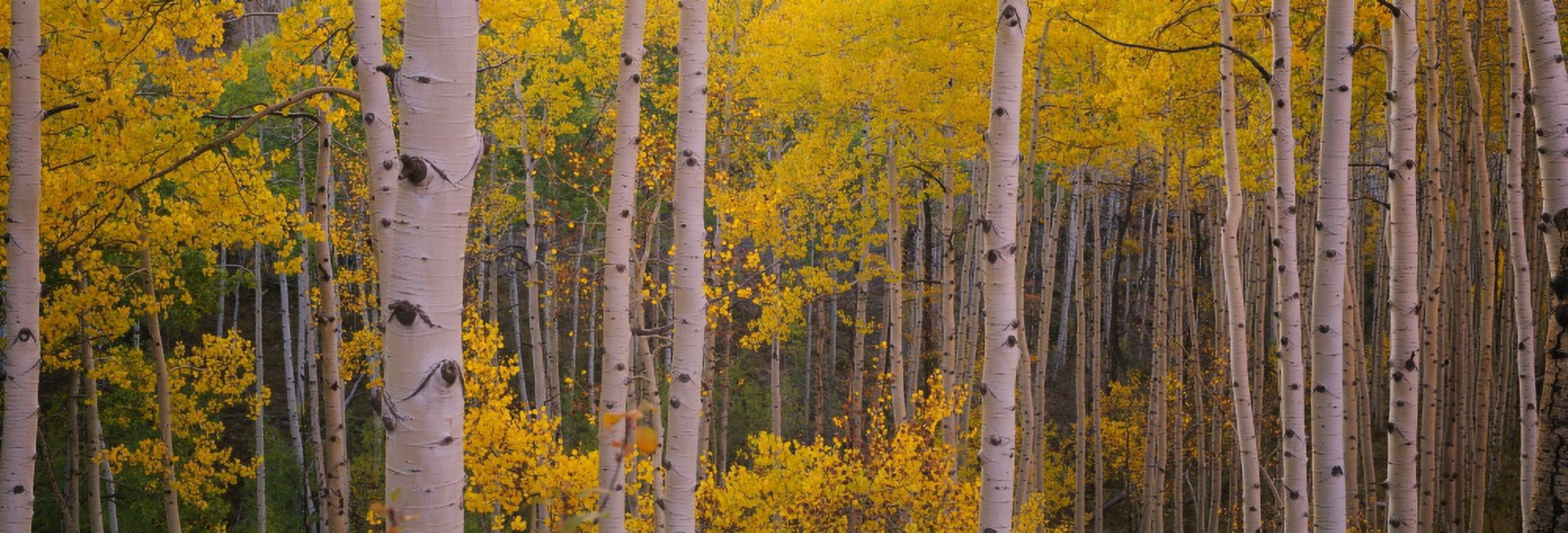 Aspen trees in a forest Telluride San Miguel County Colorado USA Canvas Art - Panoramic Images (27 x 9)