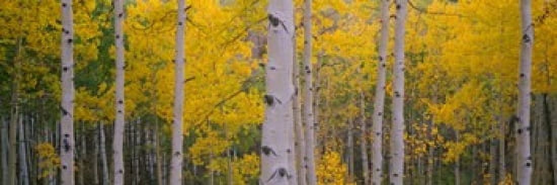 Aspen trees in a forest Telluride San Miguel County Colorado USA Canvas Art - Panoramic Images (36 x 12)