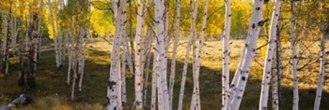 Aspen trees in a forest Telluride San Miguel County Colorado USA Canvas Art - Panoramic Images (36 x 12)
