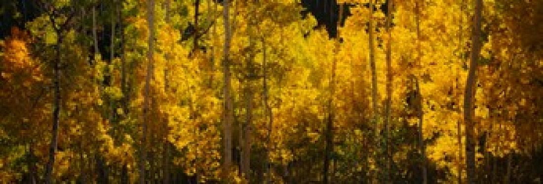 Aspen trees in a forest Telluride San Miguel County Colorado USA Canvas Art - Panoramic Images (36 x 13)