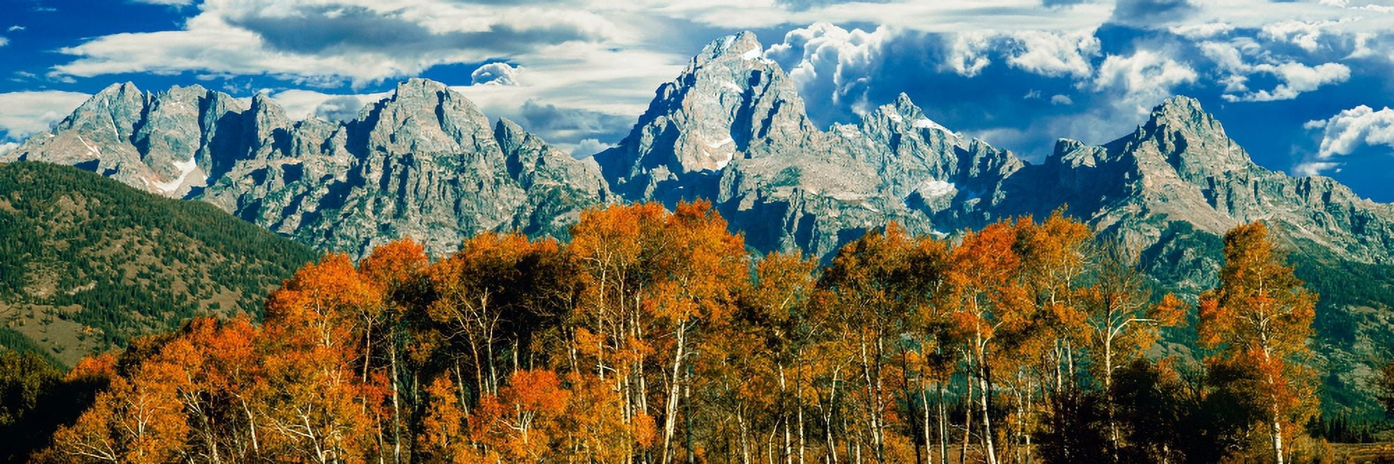 Aspen trees in a forest Teton Range Grand Teton National Park Wyoming USA Canvas Art - Panoramic Images (27 x 9)