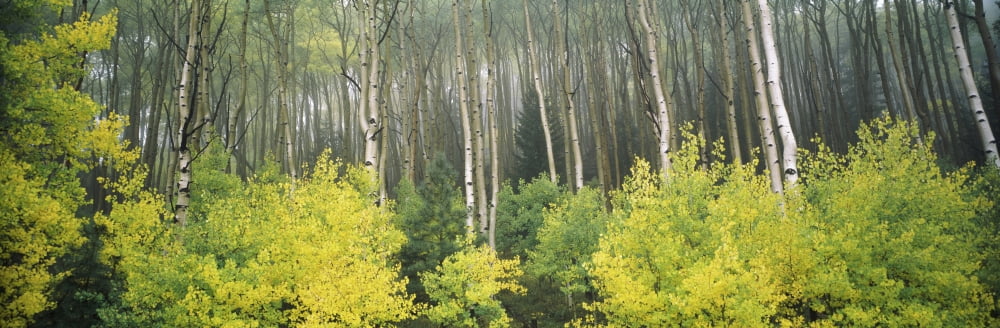 Aspen trees in a forest Utah USA Canvas Art - Panoramic Images (12 x 36)