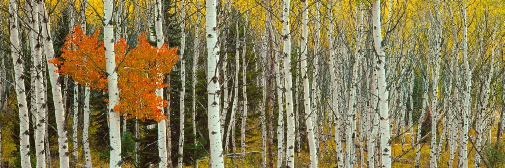 Aspen trees in a forest Valley Trail Grand Teton National Park Wyoming USA Canvas Art - Panoramic Images (36 x 12)