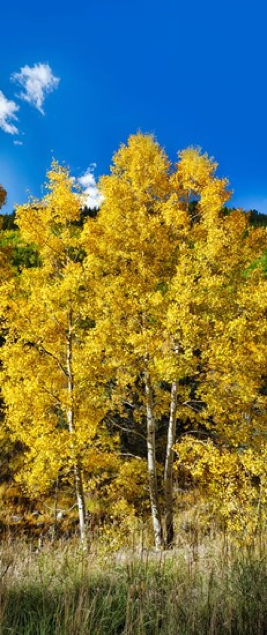 Aspen trees in a forest along Ophir Pass Umcompahgre National Forest Colorado USA Canvas Art - Panoramic Images (15 x 6)