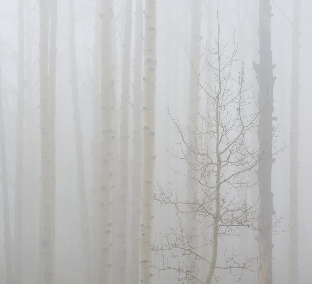 Aspen trees in a forest during fog Boulder Mountain Utah USA Canvas Art - Panoramic Images (24 x 24)