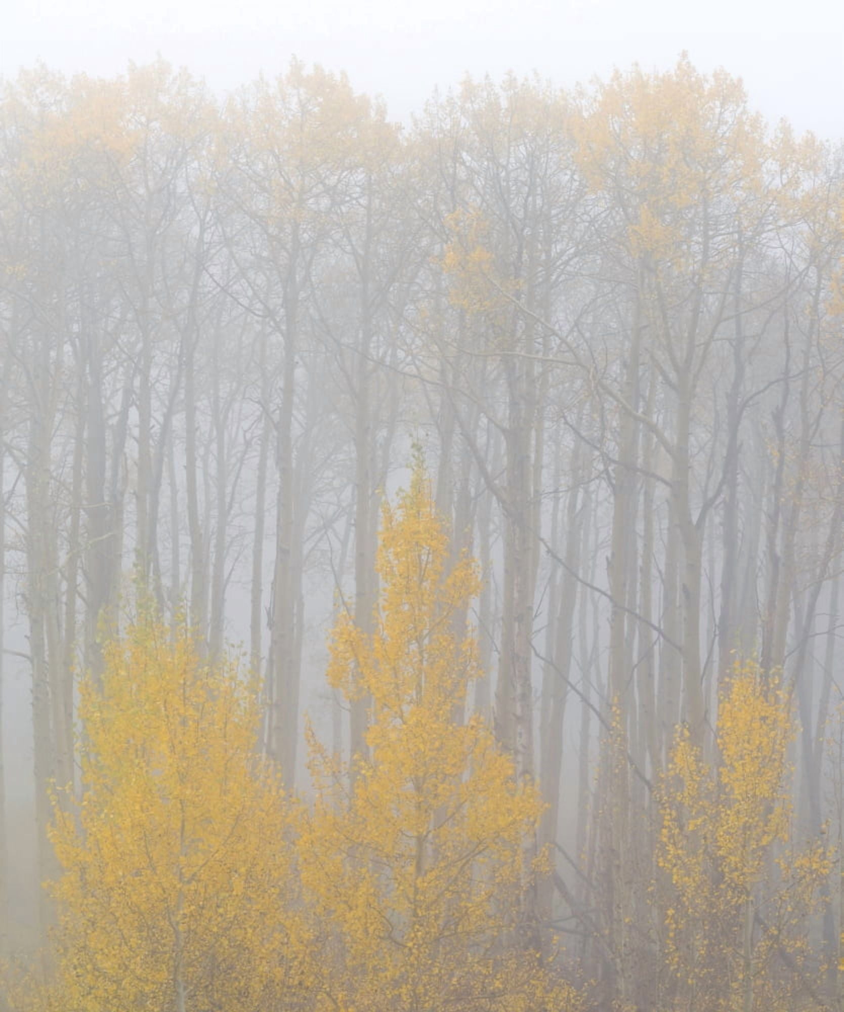 Aspen trees in a forest during fog Boulder Mountain Utah USA Canvas Art - Panoramic Images (27 x 9)