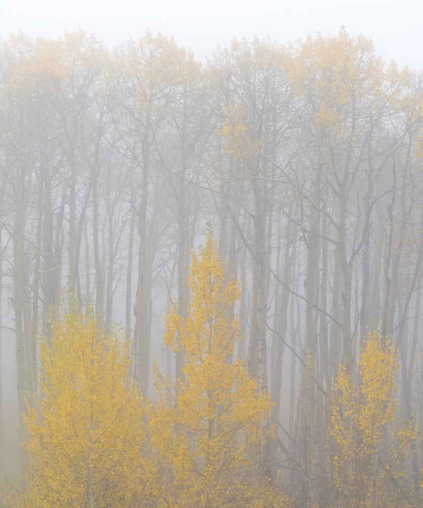 Aspen trees in a forest during fog Boulder Mountain Utah USA Canvas Art - Panoramic Images (36 x 12)