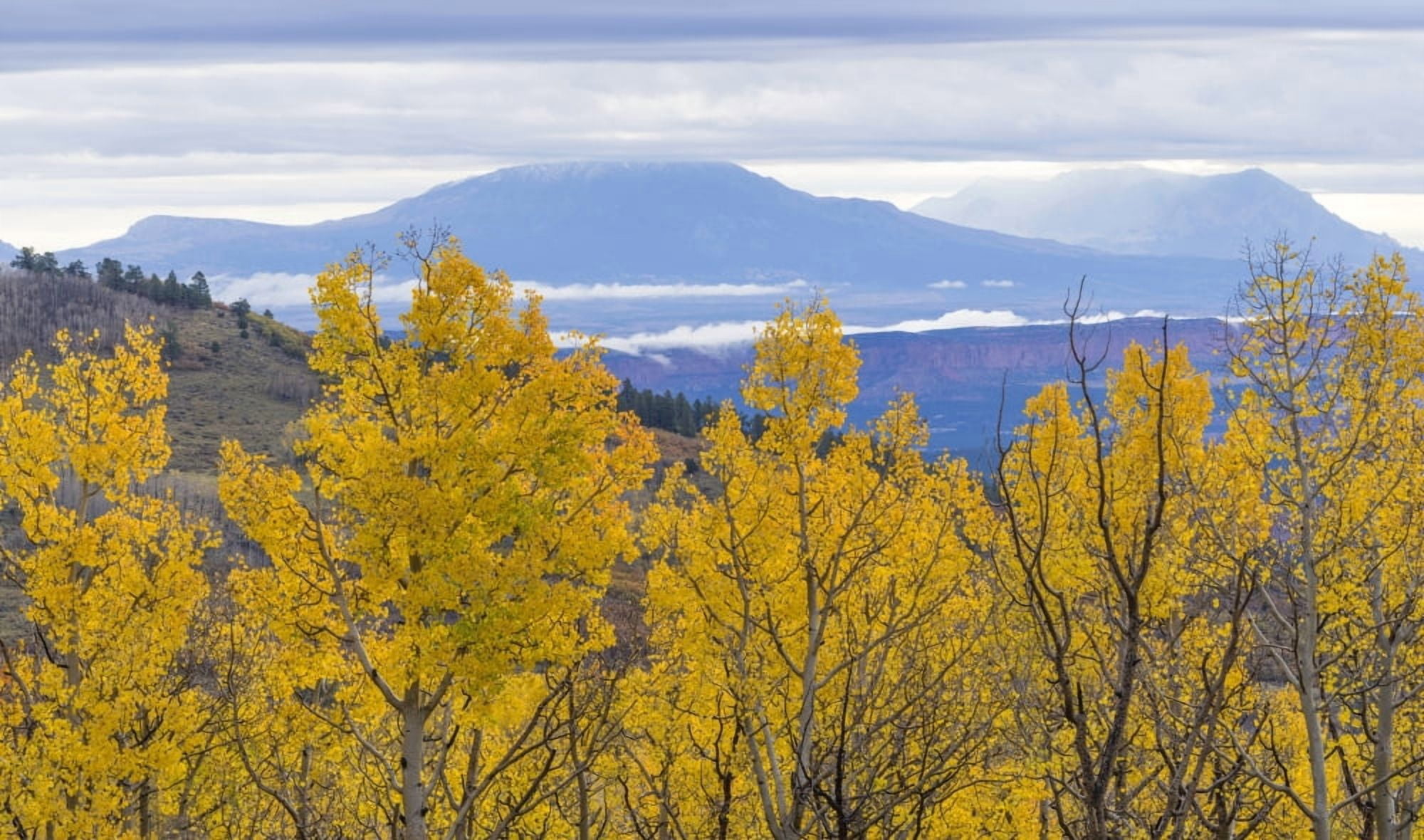 Aspen trees in a forest during fog Boulder Mountain Utah USA Canvas Art - Panoramic Images (36 x 12)