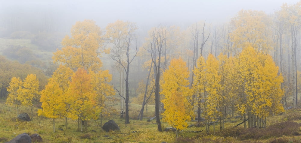 Aspen trees in a forest during fog Boulder Mountain Utah USA Canvas Art - Panoramic Images (36 x 12)